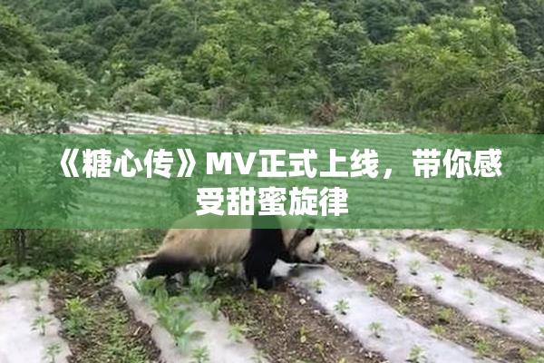 《糖心传》MV正式上线，带你感受甜蜜旋律