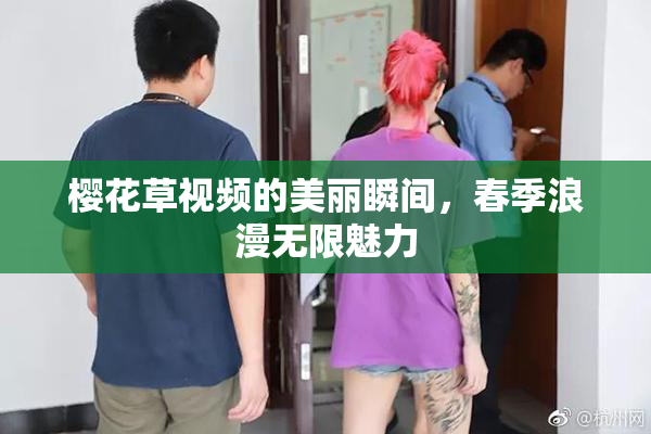 樱花草视频的美丽瞬间，春季浪漫无限魅力