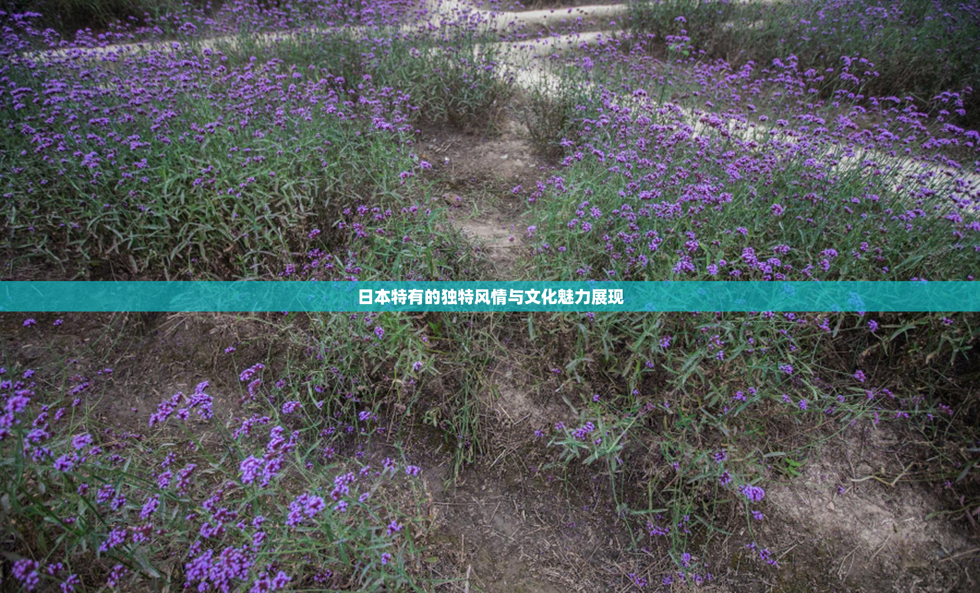 日本特有的独特风情与文化魅力展现