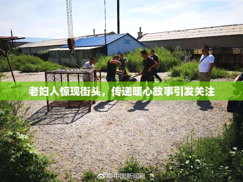 老妇人惊现街头，传递暖心故事引发关注