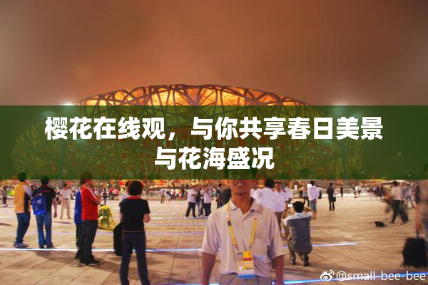 樱花在线观，与你共享春日美景与花海盛况
