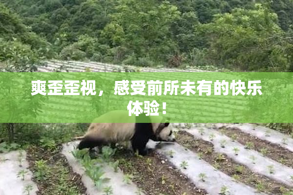 爽歪歪视，感受前所未有的快乐体验！