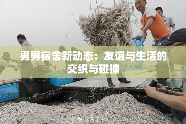 男男宿舍新动态：友谊与生活的交织与碰撞