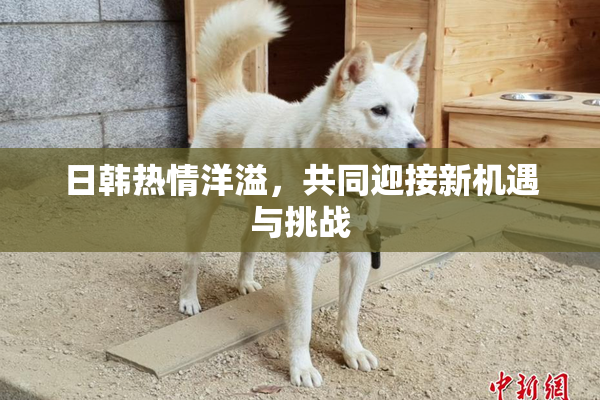 日韩热情洋溢，共同迎接新机遇与挑战