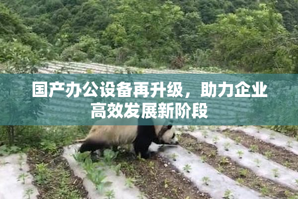 国产办公设备再升级，助力企业高效发展新阶段
