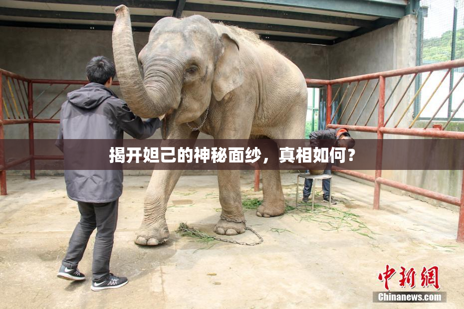揭开妲己的神秘面纱，真相如何？