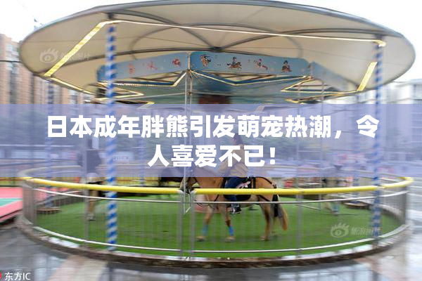 日本成年胖熊引发萌宠热潮，令人喜爱不已！