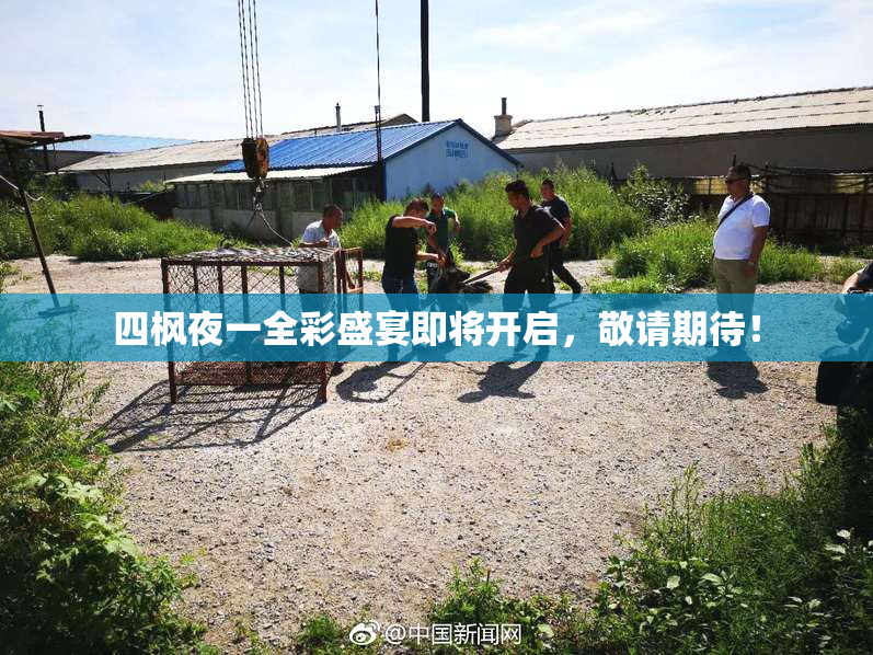 四枫夜一全彩盛宴即将开启，敬请期待！