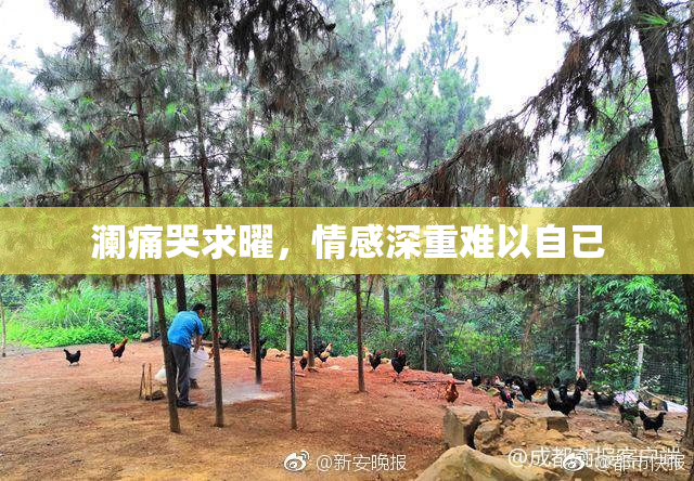 澜痛哭求曜，情感深重难以自已