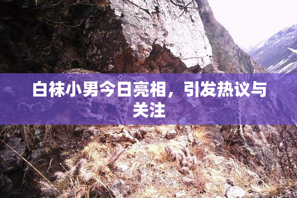 白袜小男今日亮相，引发热议与关注
