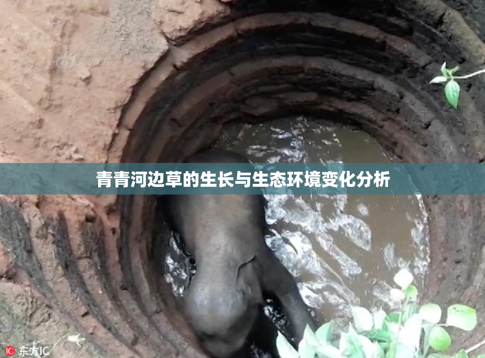 青青河边草的生长与生态环境变化分析
