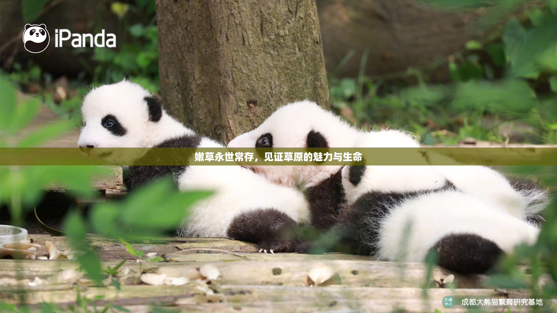 嫩草永世常存，见证草原的魅力与生命