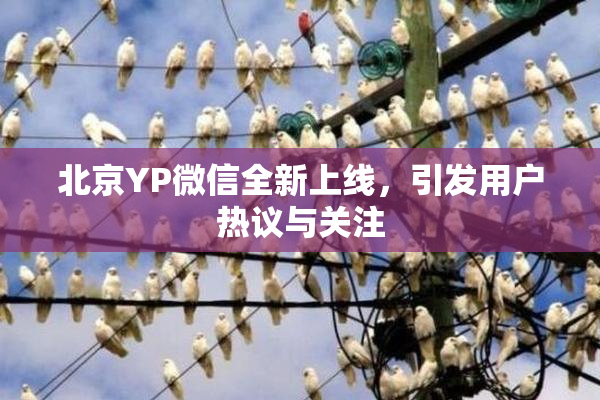 北京YP微信全新上线，引发用户热议与关注