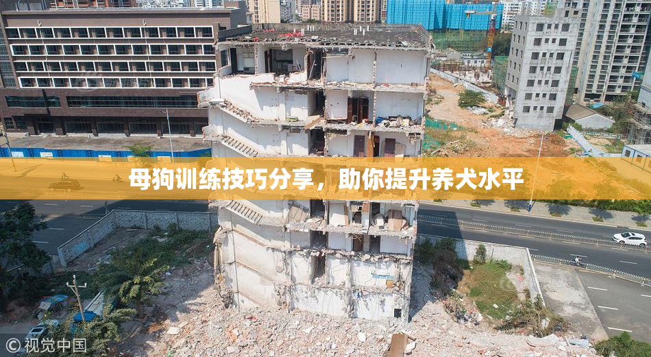 母狗训练技巧分享，助你提升养犬水平