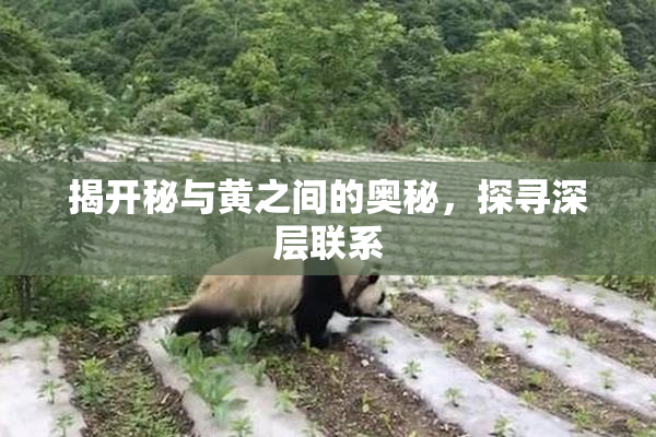 揭开秘与黄之间的奥秘，探寻深层联系