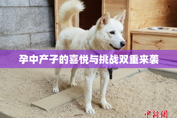 孕中产子的喜悦与挑战双重来袭