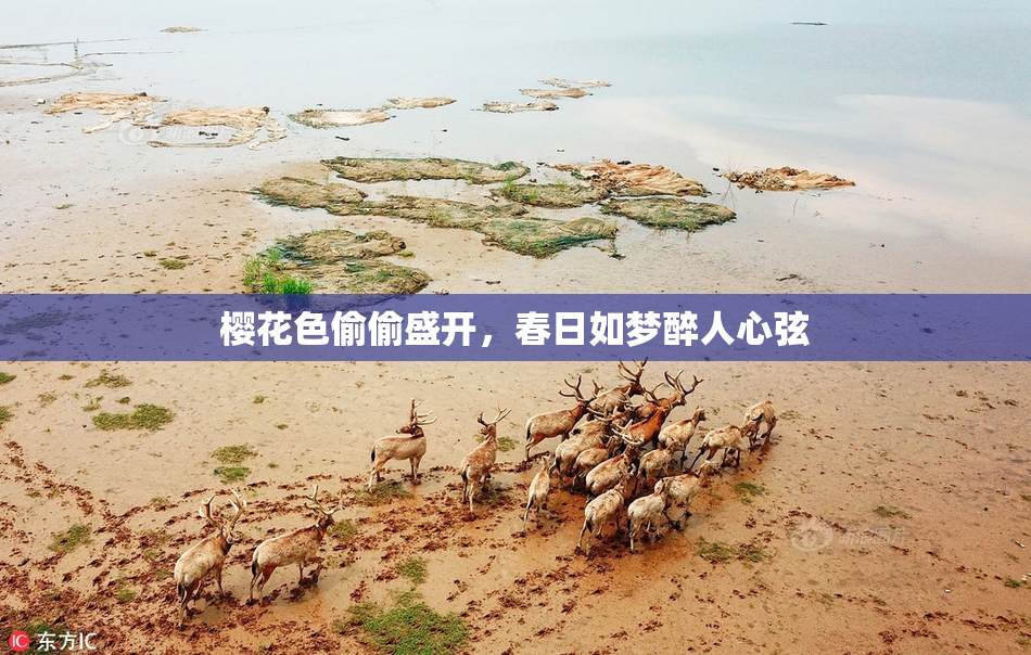 樱花色偷偷盛开，春日如梦醉人心弦