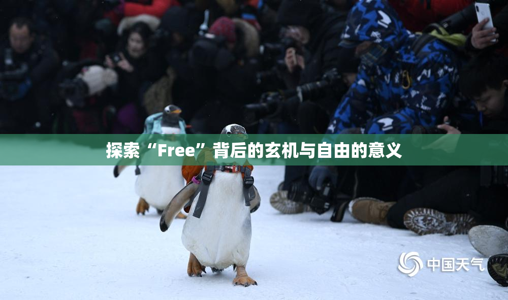 探索“Free”背后的玄机与自由的意义