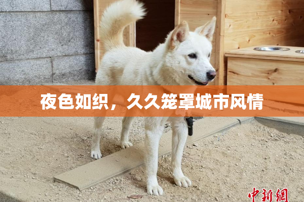 夜色如织，久久笼罩城市风情