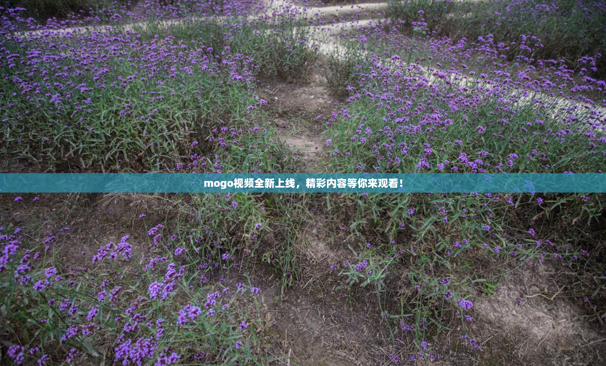 mogo视频全新上线，精彩内容等你来观看！