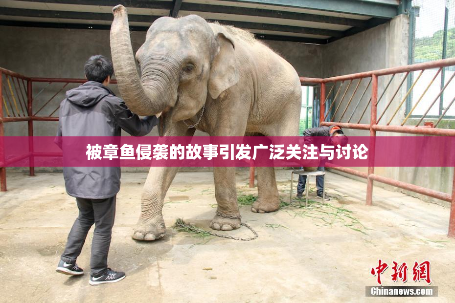被章鱼侵袭的故事引发广泛关注与讨论