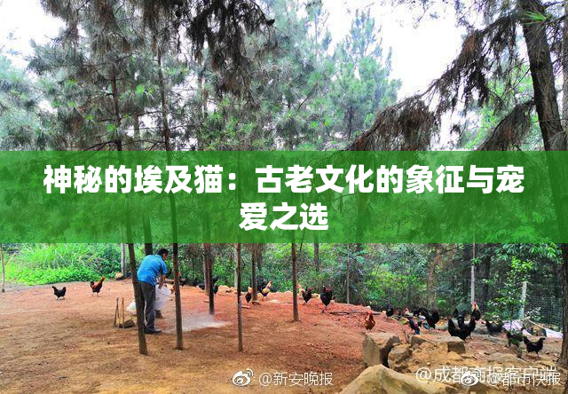 神秘的埃及猫：古老文化的象征与宠爱之选