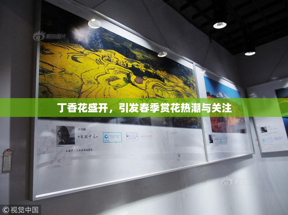 丁香花盛开，引发春季赏花热潮与关注