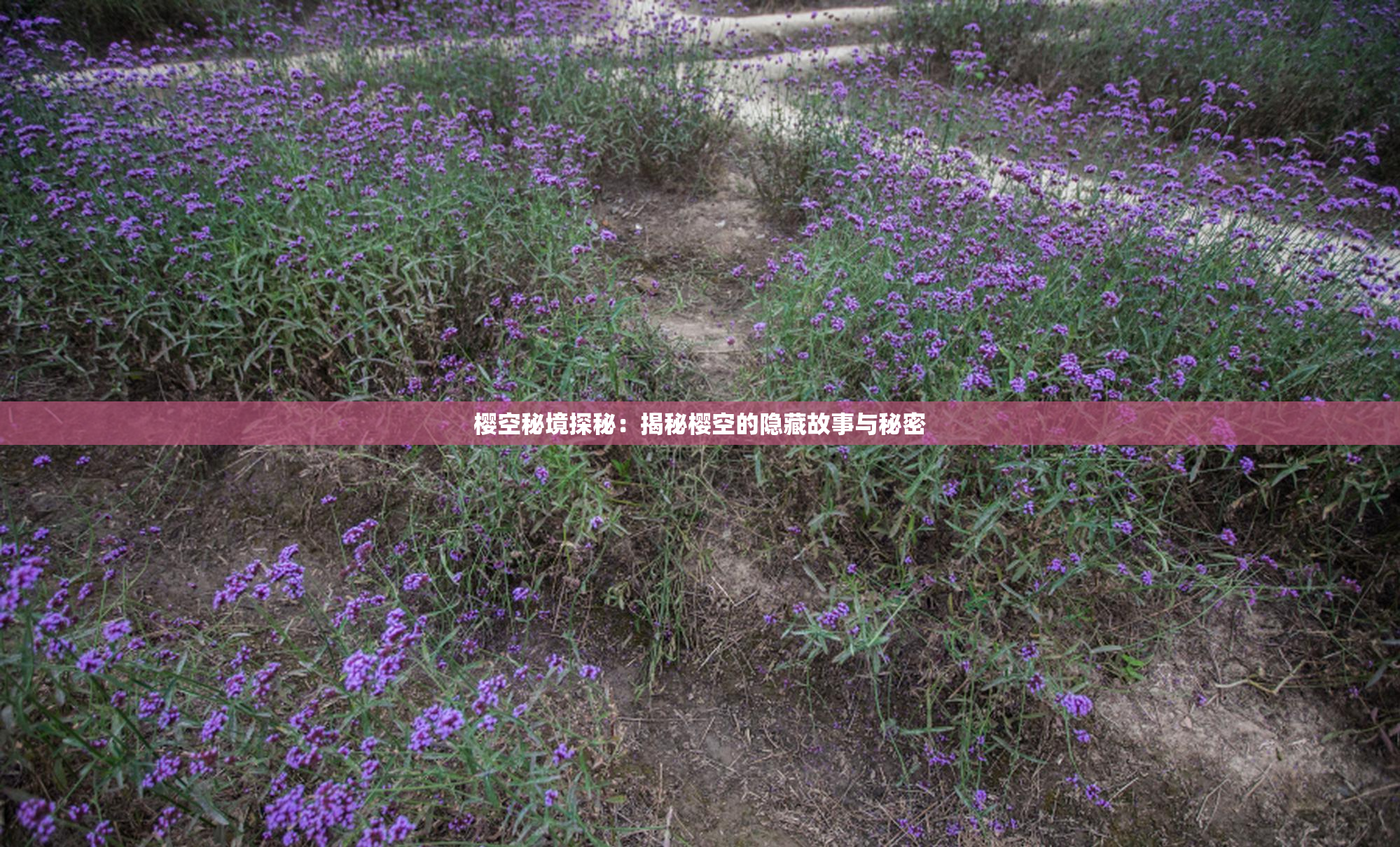 樱空秘境探秘：揭秘樱空的隐藏故事与秘密