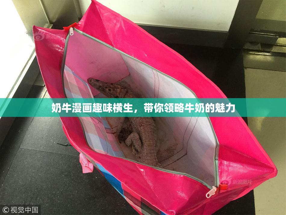 奶牛漫画趣味横生，带你领略牛奶的魅力