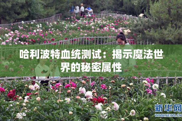 哈利波特血统测试：揭示魔法世界的秘密属性