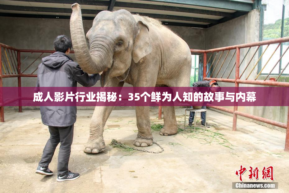 成人影片行业揭秘：35个鲜为人知的故事与内幕
