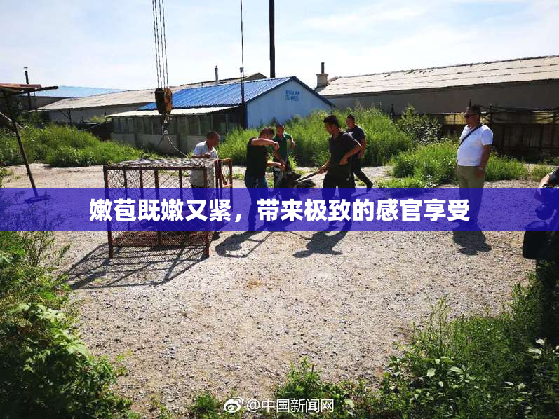 嫩苞既嫩又紧，带来极致的感官享受