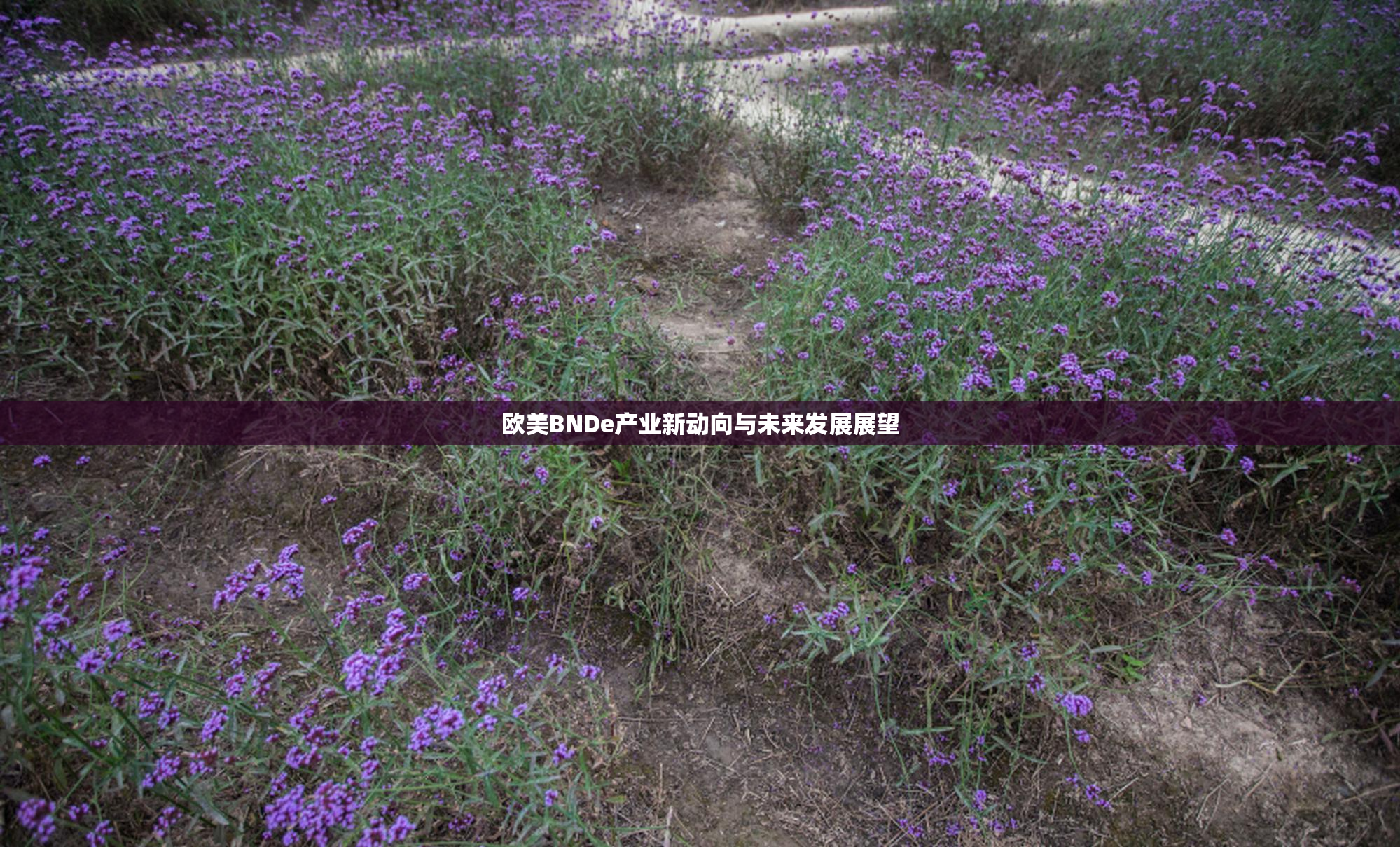 欧美BNDe产业新动向与未来发展展望