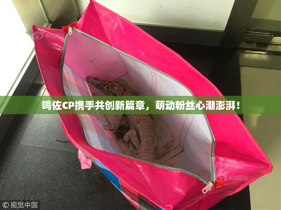 鸣佐CP携手共创新篇章，萌动粉丝心潮澎湃！