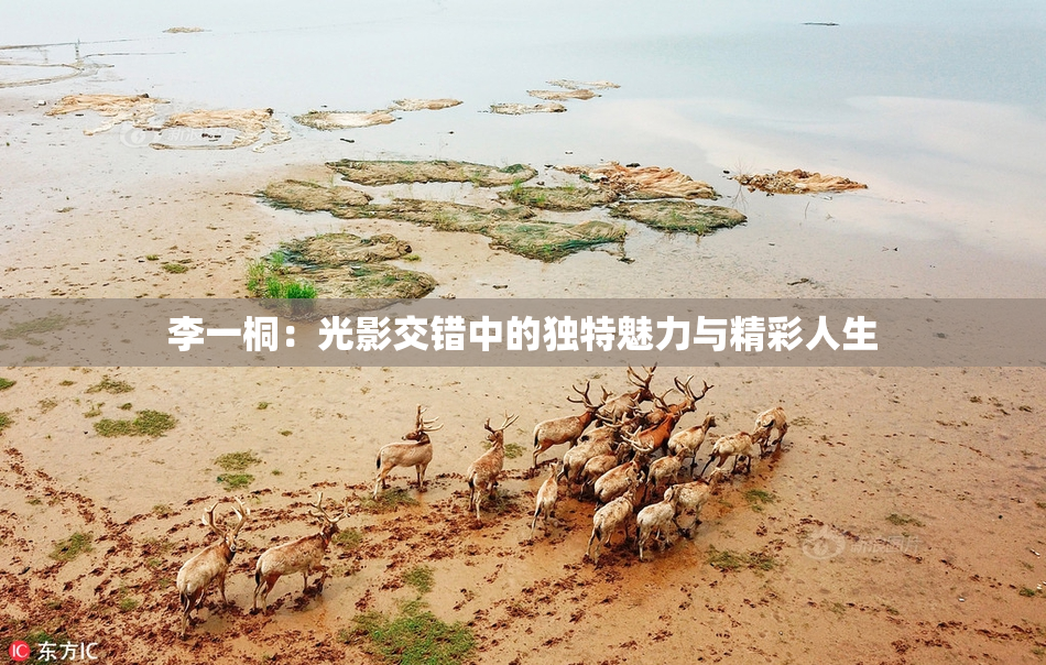 李一桐：光影交错中的独特魅力与精彩人生
