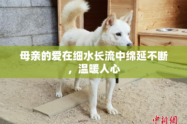 母亲的爱在细水长流中绵延不断，温暖人心