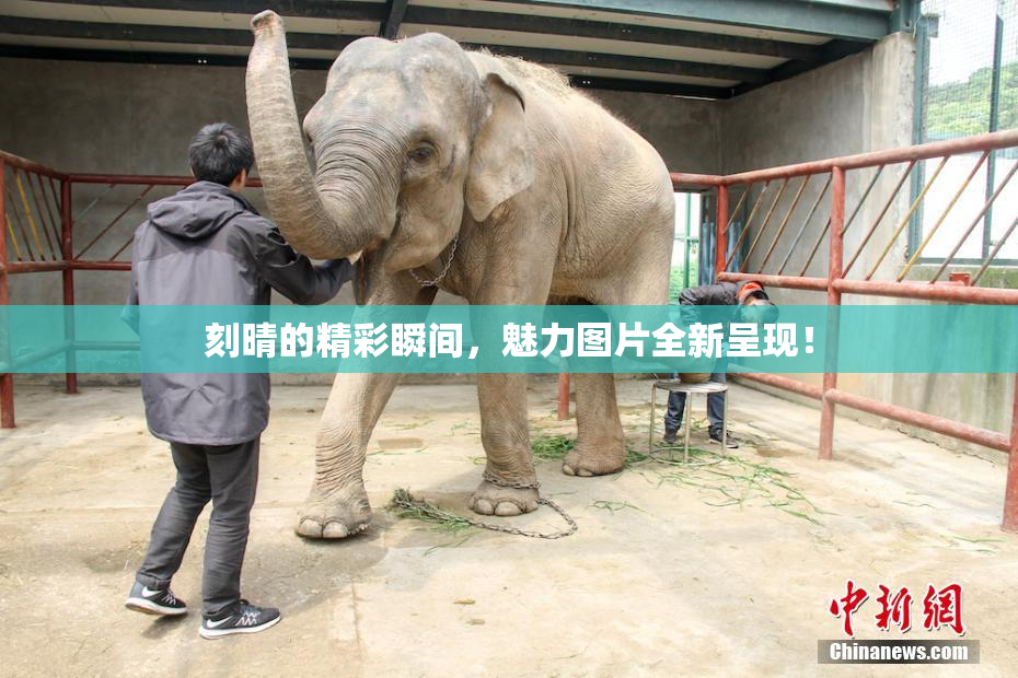 刻晴的精彩瞬间，魅力图片全新呈现！