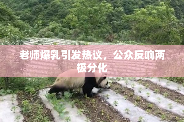 老师爆乳引发热议，公众反响两极分化
