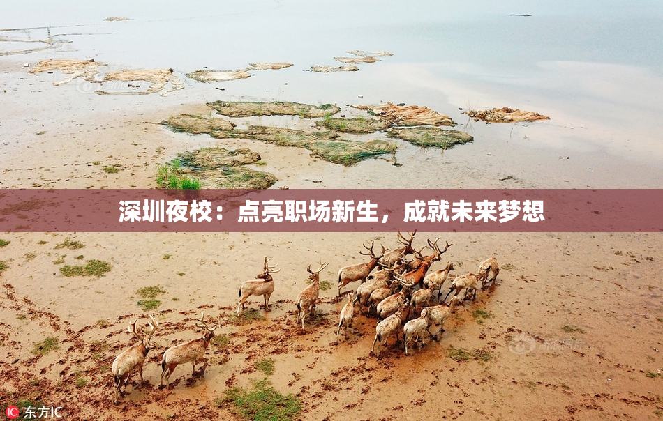 深圳夜校：点亮职场新生，成就未来梦想