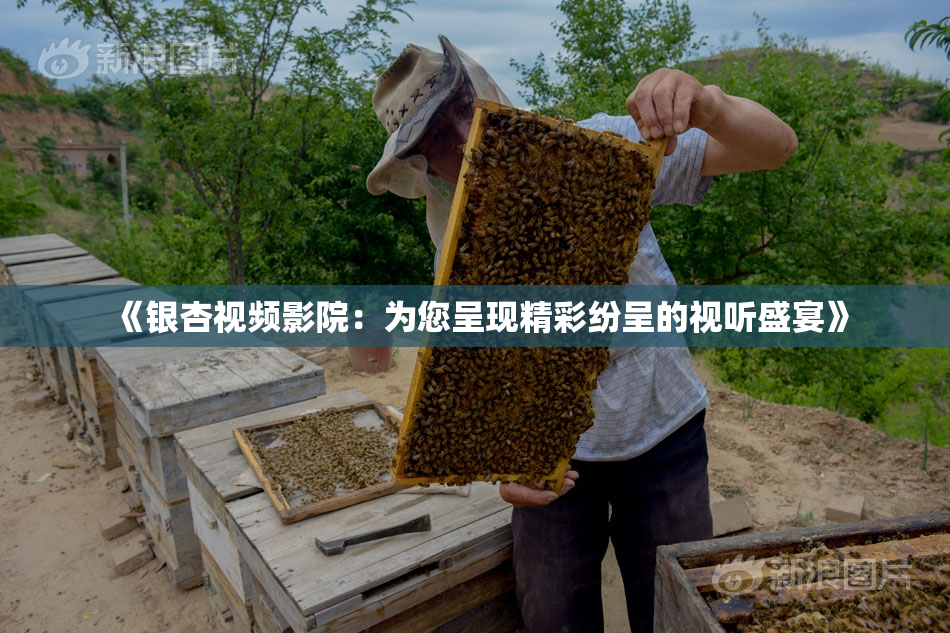 《银杏视频影院：为您呈现精彩纷呈的视听盛宴》