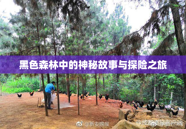 黑色森林中的神秘故事与探险之旅