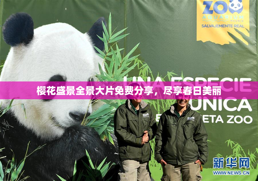 樱花盛景全景大片免费分享，尽享春日美丽