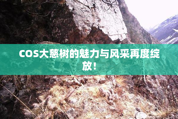 COS大慈树的魅力与风采再度绽放！