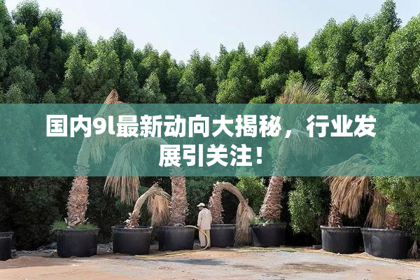 国内9l最新动向大揭秘，行业发展引关注！