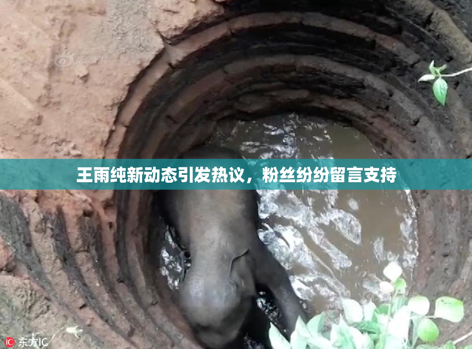 王雨纯新动态引发热议，粉丝纷纷留言支持