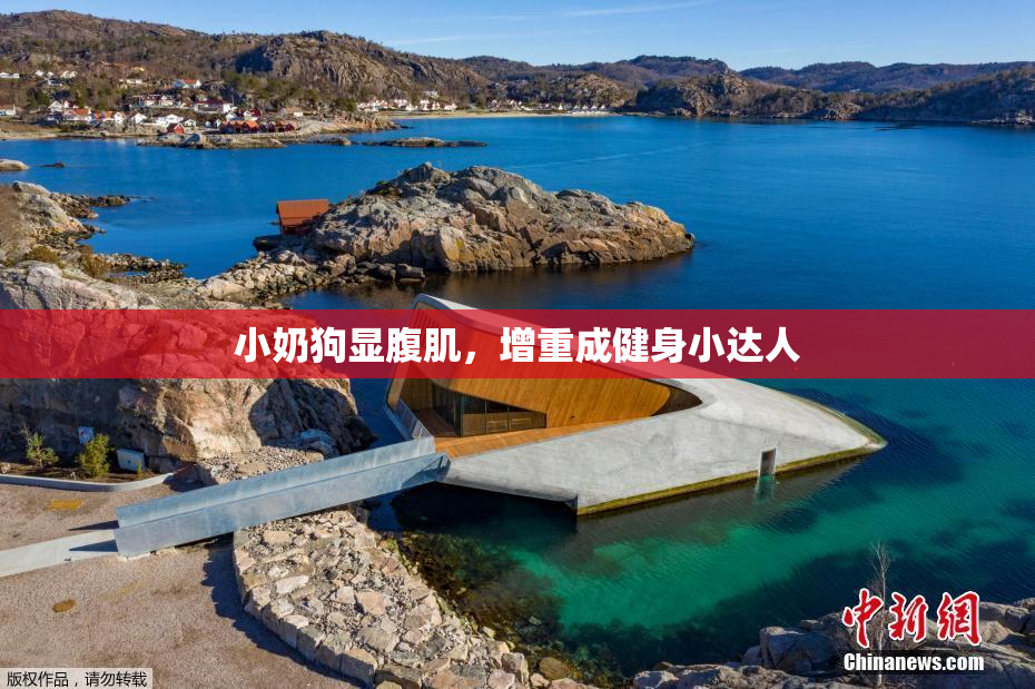 小奶狗显腹肌，增重成健身小达人