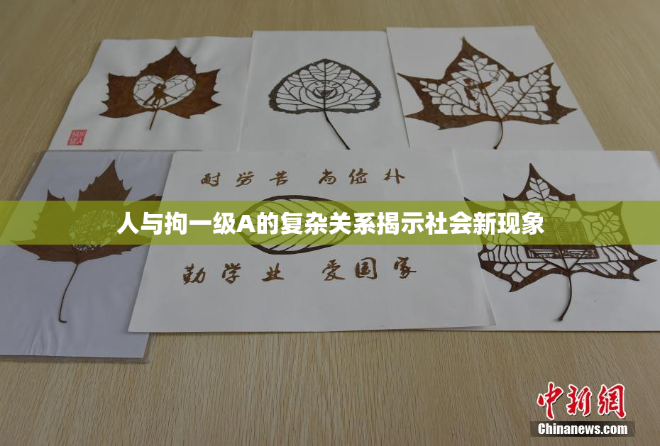 人与拘一级A的复杂关系揭示社会新现象