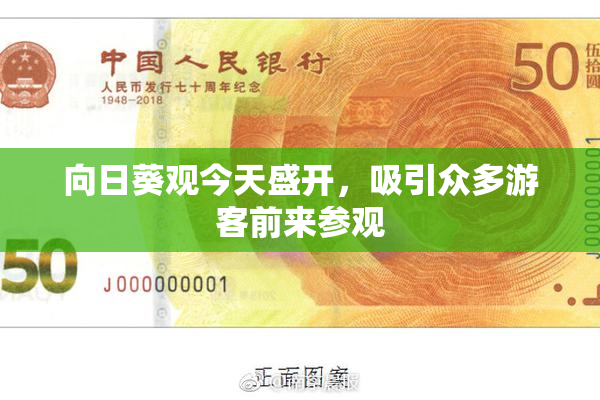 向日葵观今天盛开，吸引众多游客前来参观