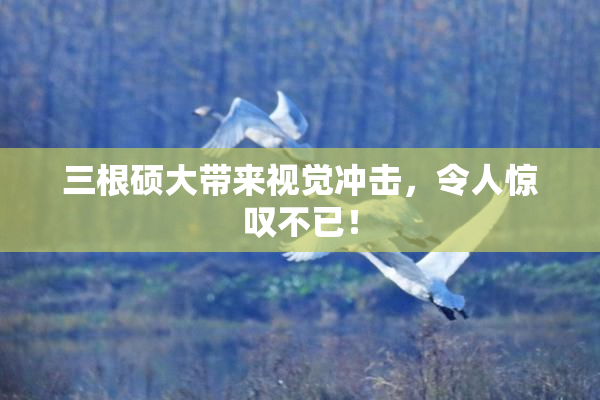 三根硕大带来视觉冲击，令人惊叹不已！