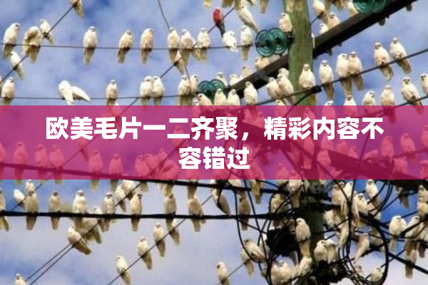欧美毛片一二齐聚，精彩内容不容错过